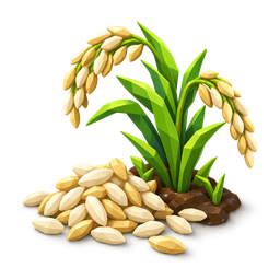 Rice Seeds